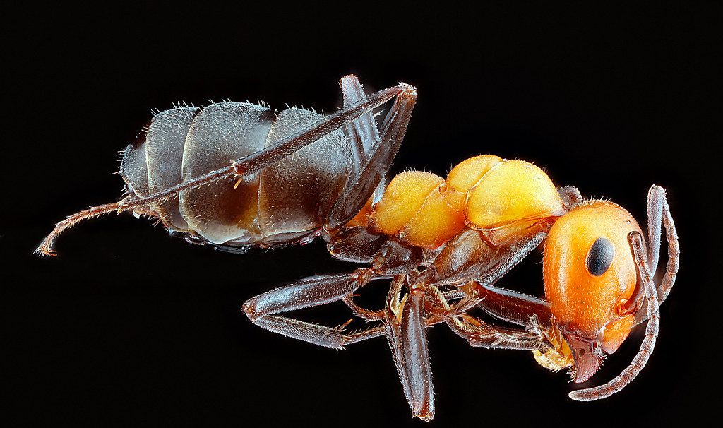 Ant Control service in Leesburg, VA