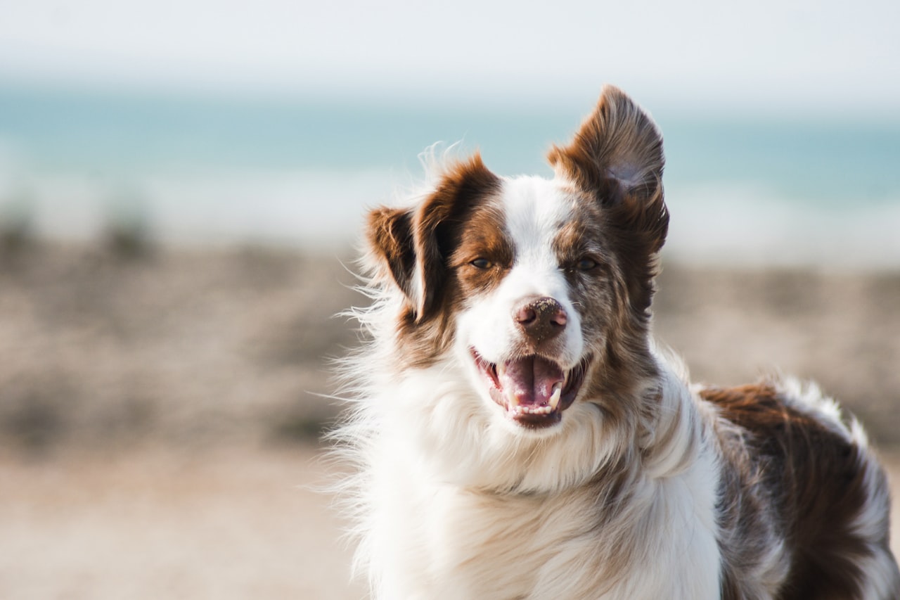 Flea & Tick Control service in Leesburg, VA