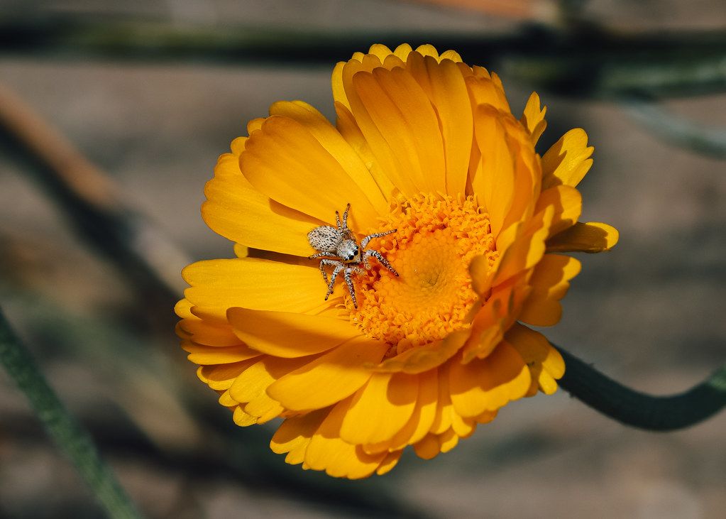 Spider Control service in Leesburg, VA